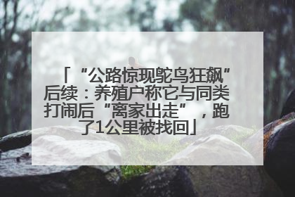“公路惊现鸵鸟狂飙”后续:养殖户称它与同类打闹后“离家出走”,跑了1公里被找回