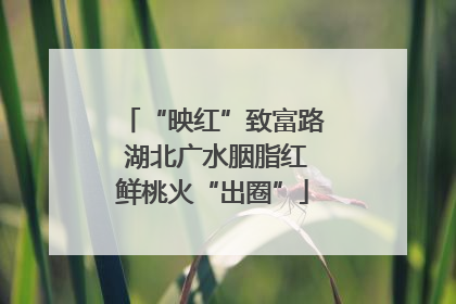 “映红”致富路 湖北广水胭脂红鲜桃火“出圈”