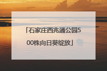 石家庄西兆通公园500株向日葵绽放