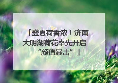 盛夏荷香浓！济南大明湖荷花率先开启“颜值暴击”