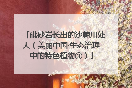 砒砂岩长出的沙棘用处大（美丽中国·生态治理中的特色植物③）