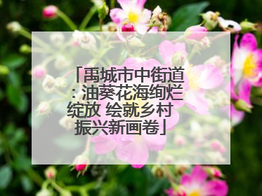 禹城市中街道：油葵花海绚烂绽放 绘就乡村振兴新画卷