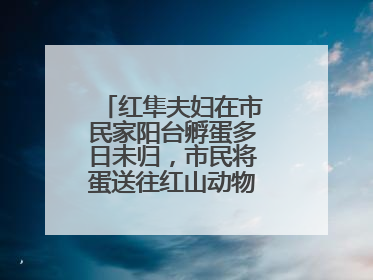 红隼夫妇在市民家阳台孵蛋多日未归，市民将蛋送往红山动物园“抢救”