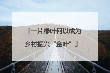 一片绿叶何以成为乡村振兴“金叶”