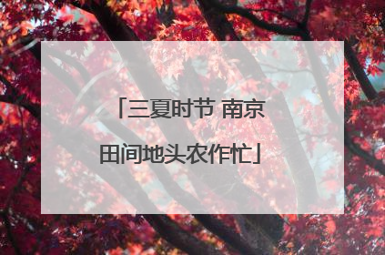 三夏时节 南京田间地头农作忙