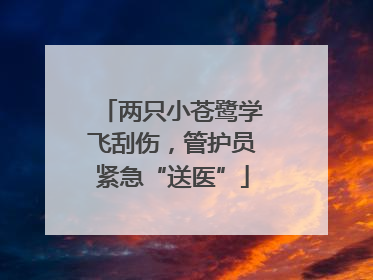 两只小苍鹭学飞刮伤，管护员紧急“送医”