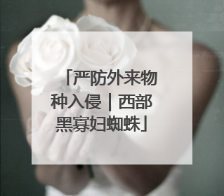 严防外来物种入侵｜西部黑寡妇蜘蛛