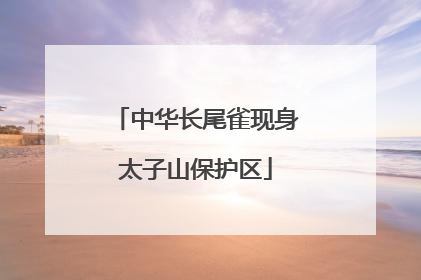 中华长尾雀现身太子山保护区