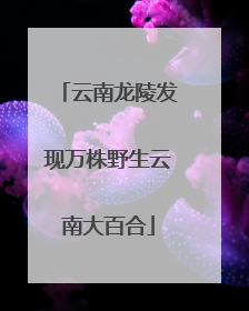 云南龙陵发现万株野生云南大百合