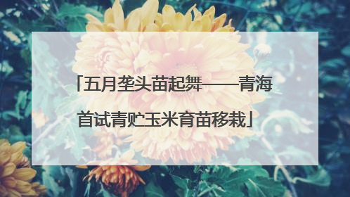 五月垄头苗起舞——青海首试青贮玉米育苗移栽