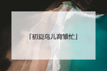 初夏鸟儿育雏忙