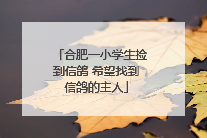 合肥一小学生捡到信鸽 希望找到信鸽的主人