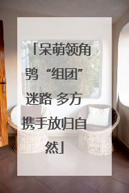 呆萌领角鸮“组团”迷路 多方携手放归自然