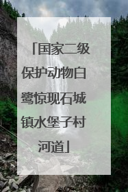 国家二级保护动物白鹭惊现石城镇水堡子村河道