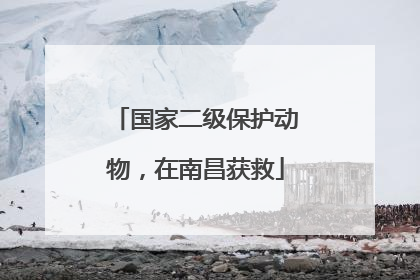 国家二级保护动物，在南昌获救