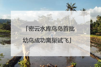 密云水库鸟岛首批幼鸟成功离巢试飞