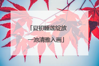 夏初睡莲绽放 一池清雅入画