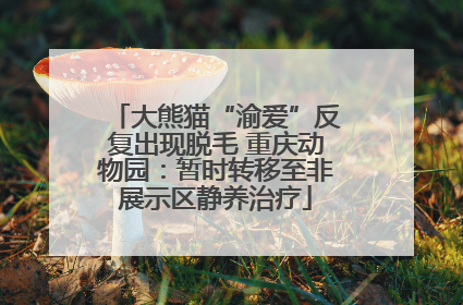 大熊猫“渝爱”反复出现脱毛 重庆动物园：暂时转移至非展示区静养治疗