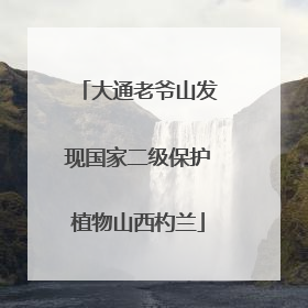 大通老爷山发现国家二级保护植物山西杓兰