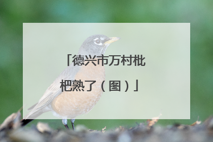 德兴市万村枇杷熟了（图）