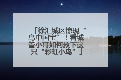 徐汇城区惊现“鸟中国宝”！看城管小哥如何救下这只“彩虹小鸟”
