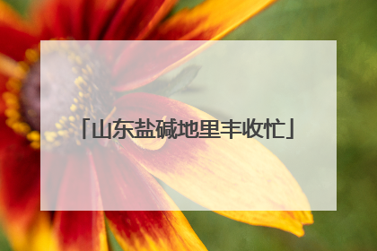 山东盐碱地里丰收忙