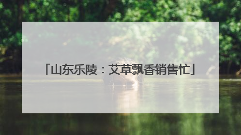 山东乐陵：艾草飘香销售忙