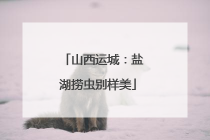 山西运城：盐湖捞虫别样美