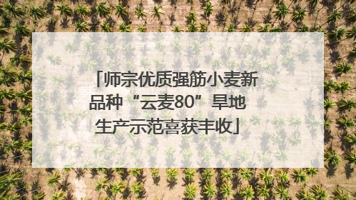 师宗优质强筋小麦新品种“云麦80”旱地生产示范喜获丰收