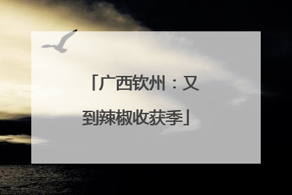 广西钦州：又到辣椒收获季