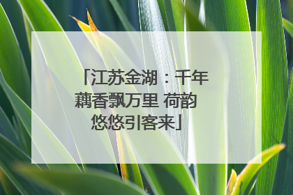 江苏金湖：千年藕香飘万里 荷韵悠悠引客来