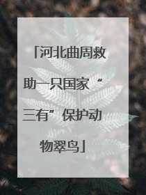 河北曲周救助一只国家“三有”保护动物翠鸟