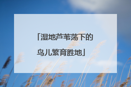 湿地芦苇荡下的鸟儿繁育胜地