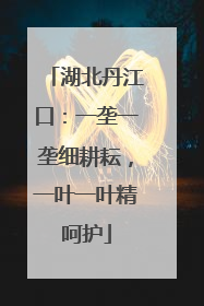 湖北丹江口：一垄一垄细耕耘，一叶一叶精呵护