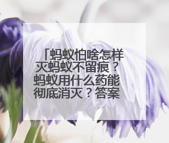 蚂蚁怕啥怎样灭蚂蚁不留痕？蚂蚁用什么药能彻底消灭？答案在这！