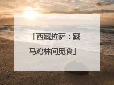 西藏拉萨：藏马鸡林间觅食