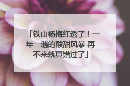 铁山杨梅红透了！一年一遇的酸甜风暴 再不来就真错过了