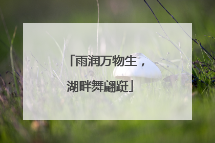 雨润万物生，湖畔舞翩跹