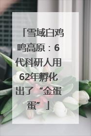 雪域白鸡鸣高原：6代科研人用62年孵化出了“金蛋蛋”