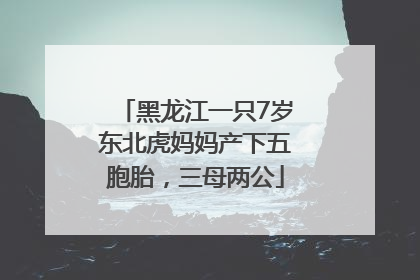 黑龙江一只7岁东北虎妈妈产下五胞胎，三母两公